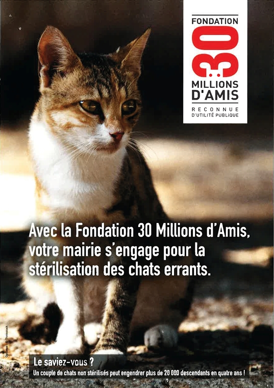 chats errants affiche